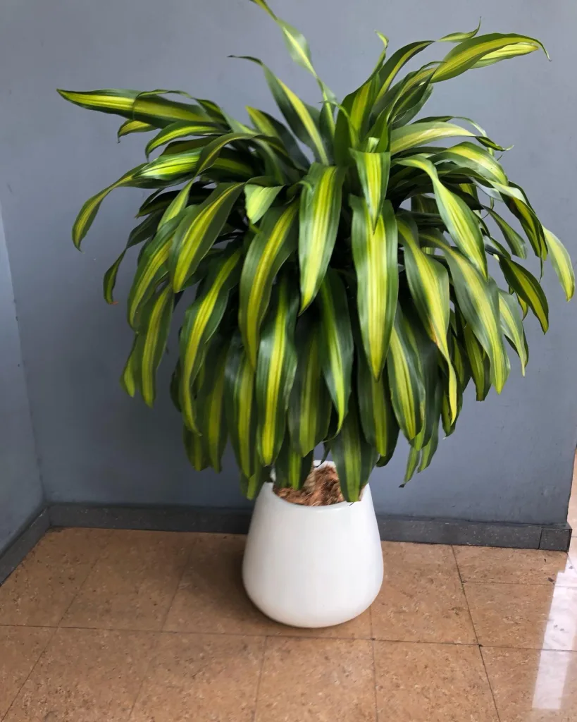 Dracaena Massangeana