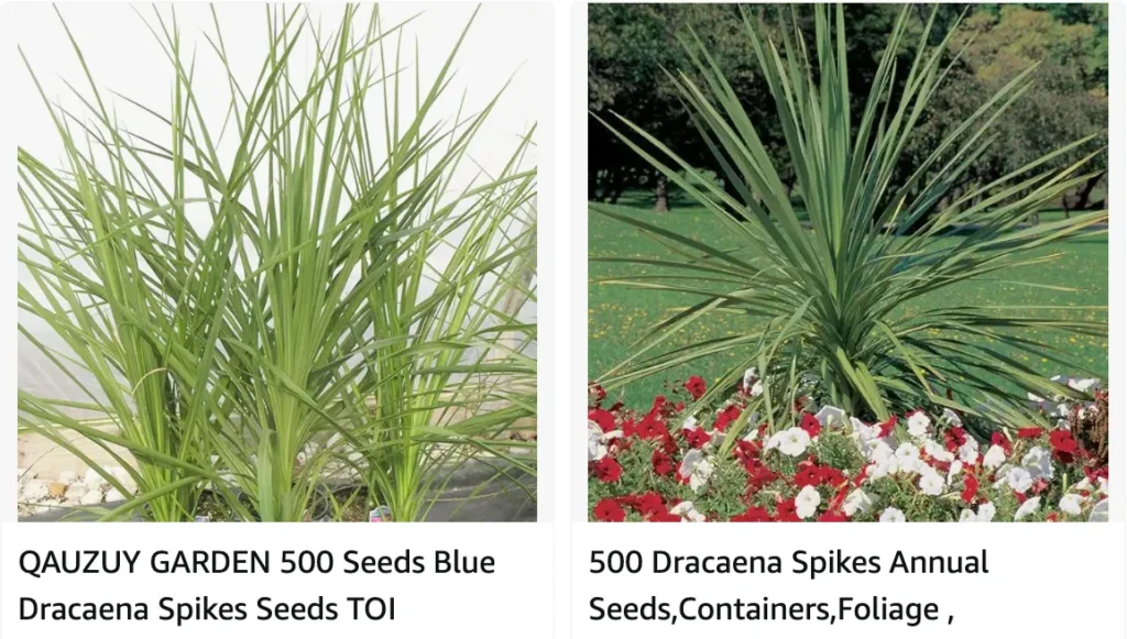 Dracaena Spike | Monsteraholic