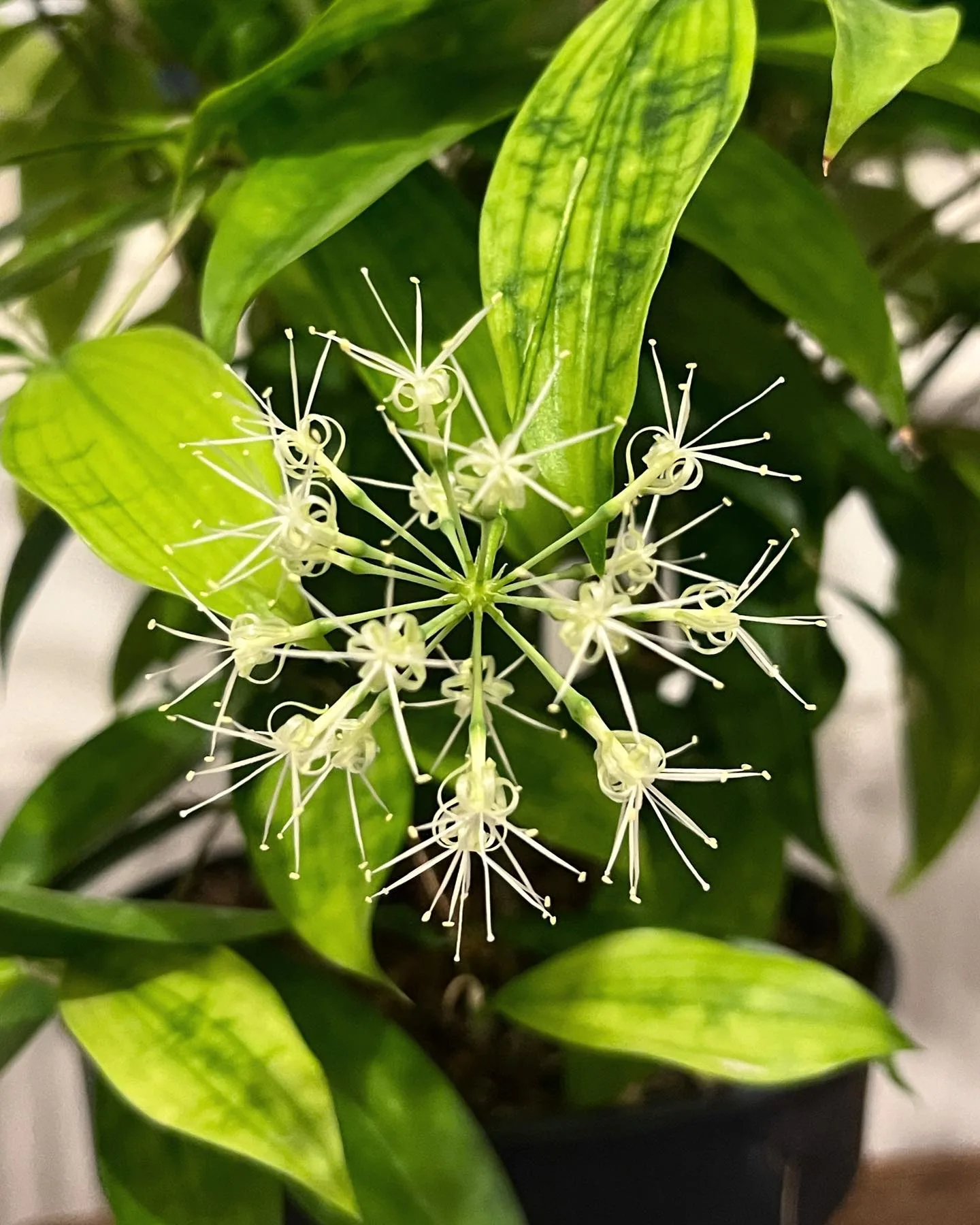 Dracaena surculosa en Capi Nature Groove Special main image 0