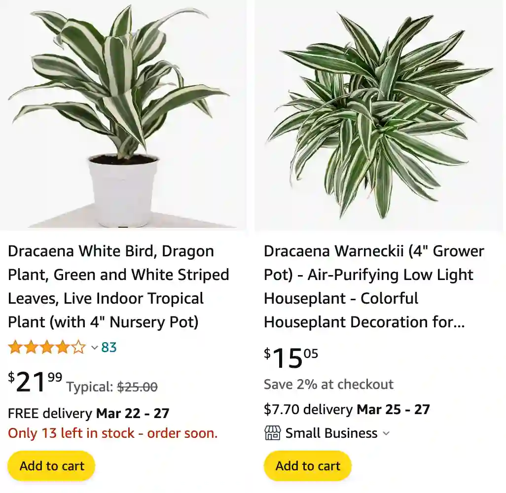 Dracaena Warneckii | Monsteraholic