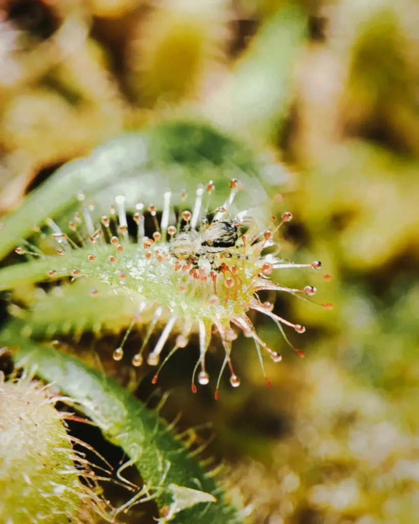 Drosera Spatulata