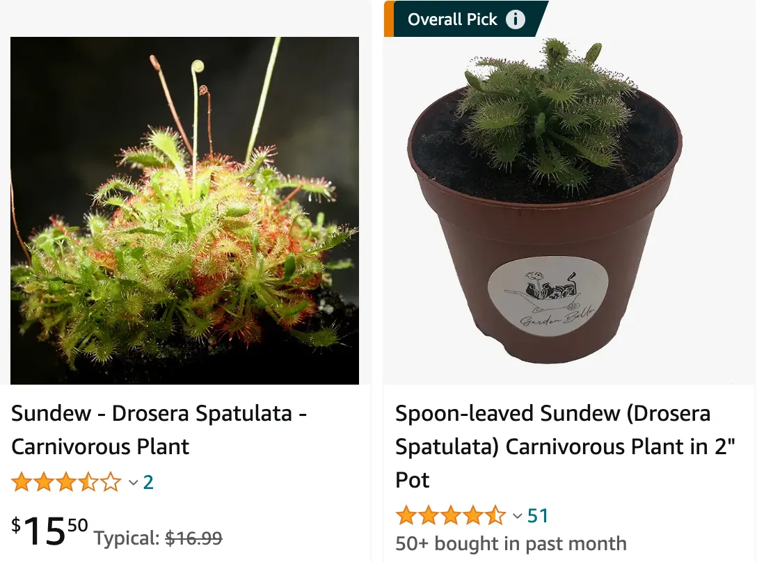 Drosera Spatulata | Monsteraholic