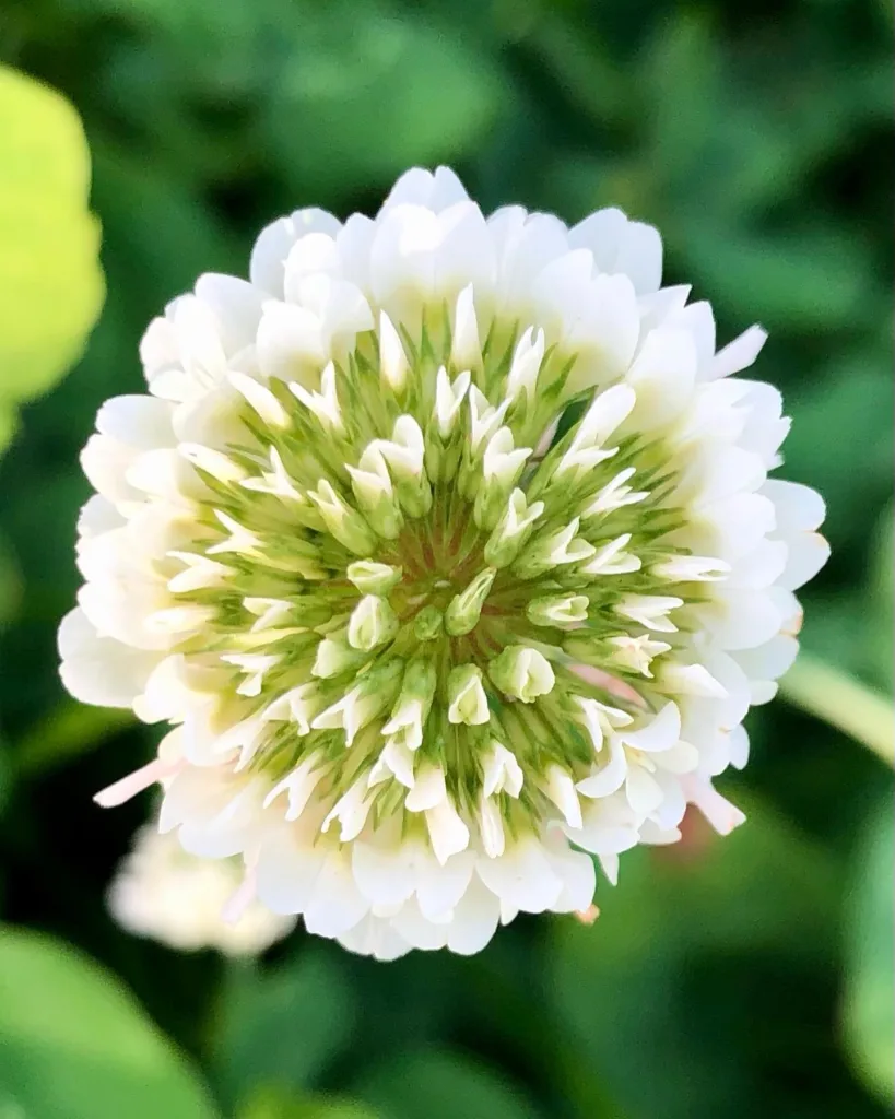 Dutch Clover Trifolium Repens