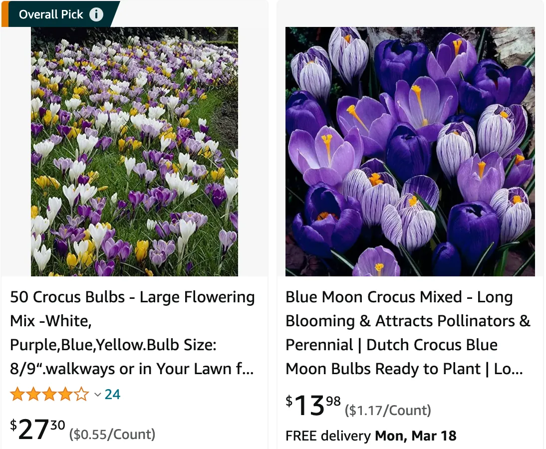 Dutch Crocus | Monsteraholic