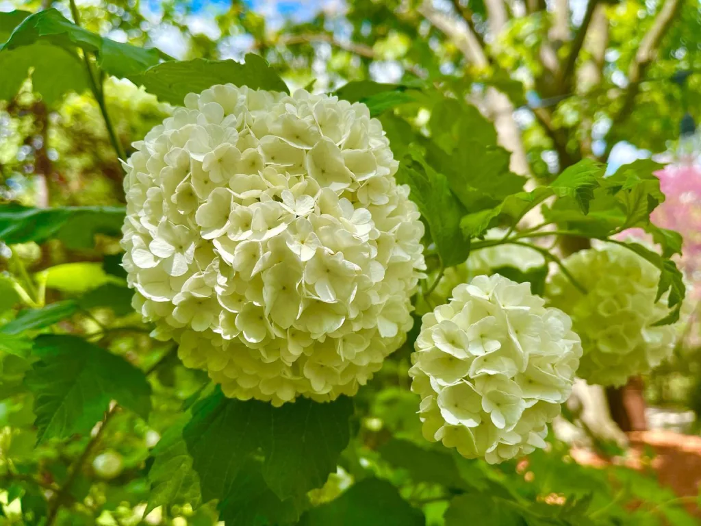 Eastern Snowball Viburnum