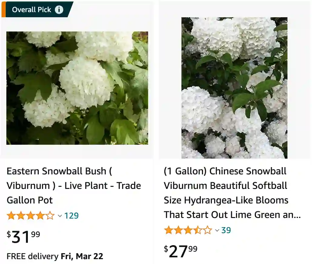 Eastern Snowball Viburnum | Monsteraholic