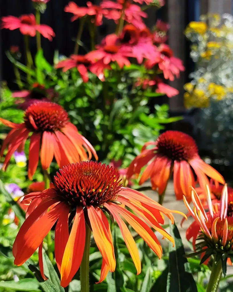 Echinacea Cheyenne Spirit