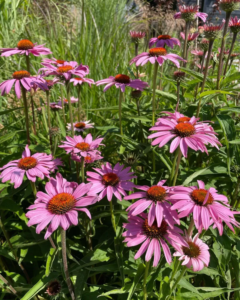 Echinacea Magnus