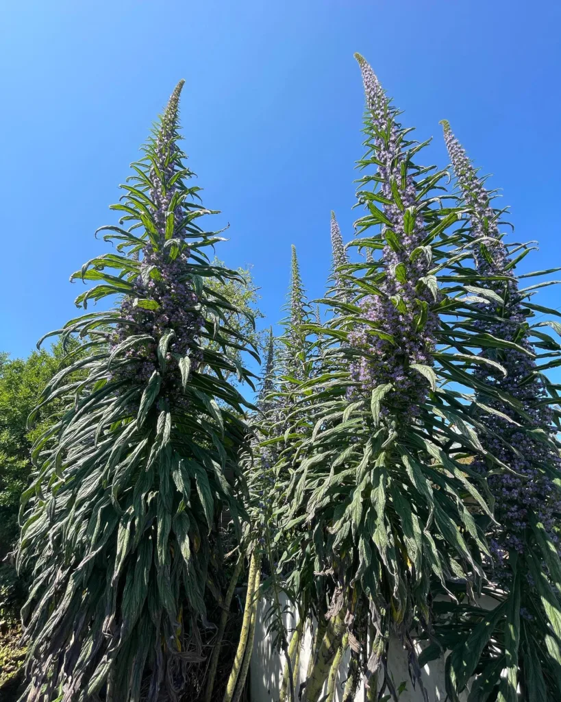 Echium Pininana