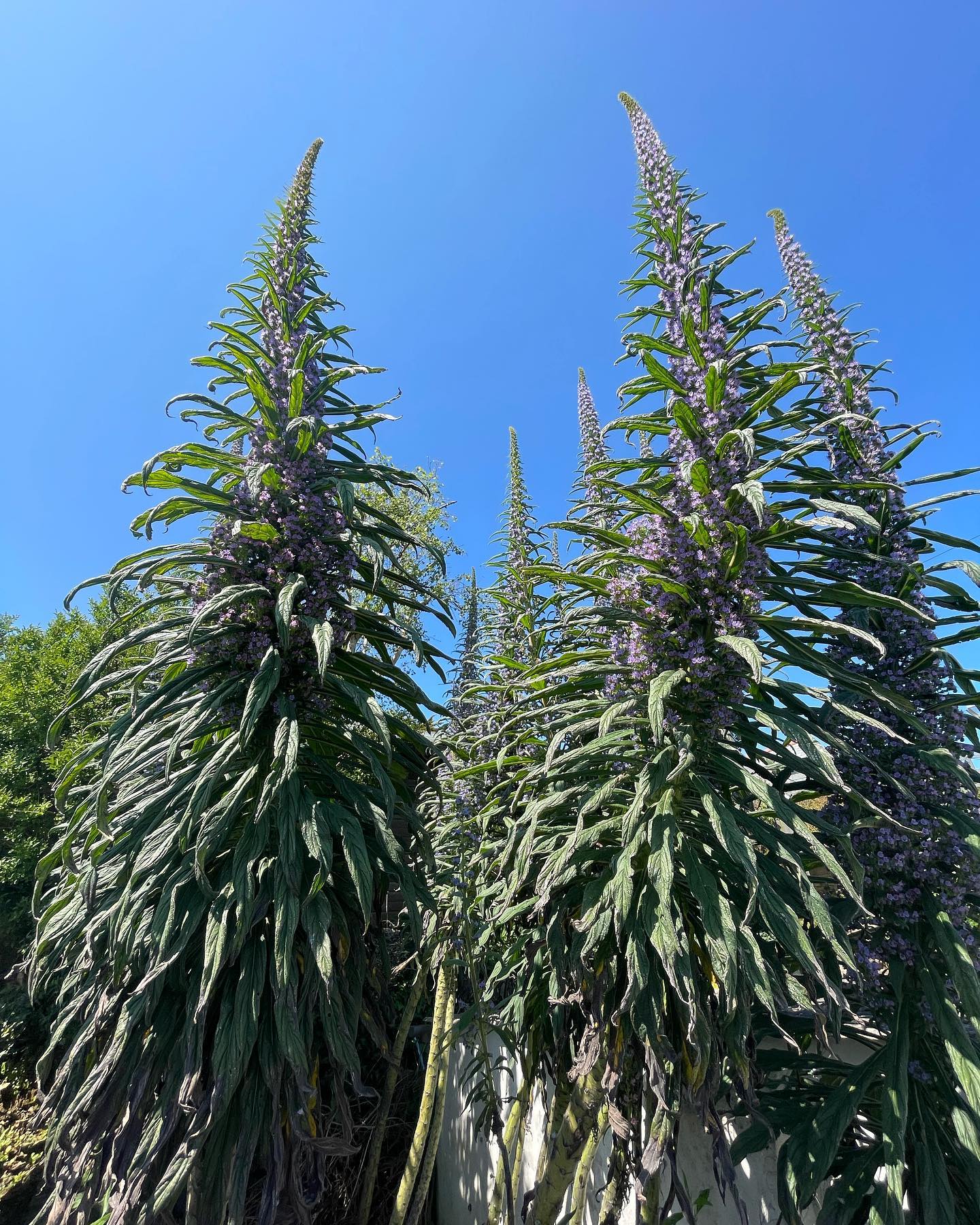 plant-faqs-echium-pininana