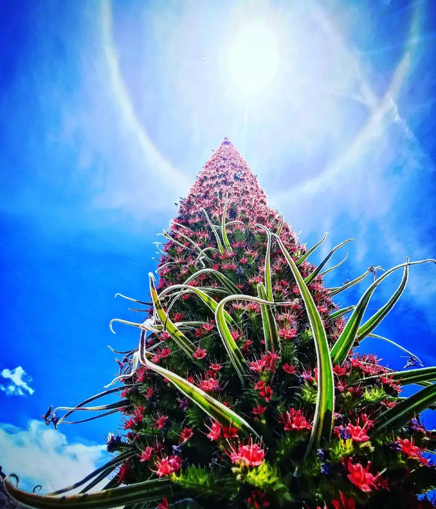 Echium Wildpretii