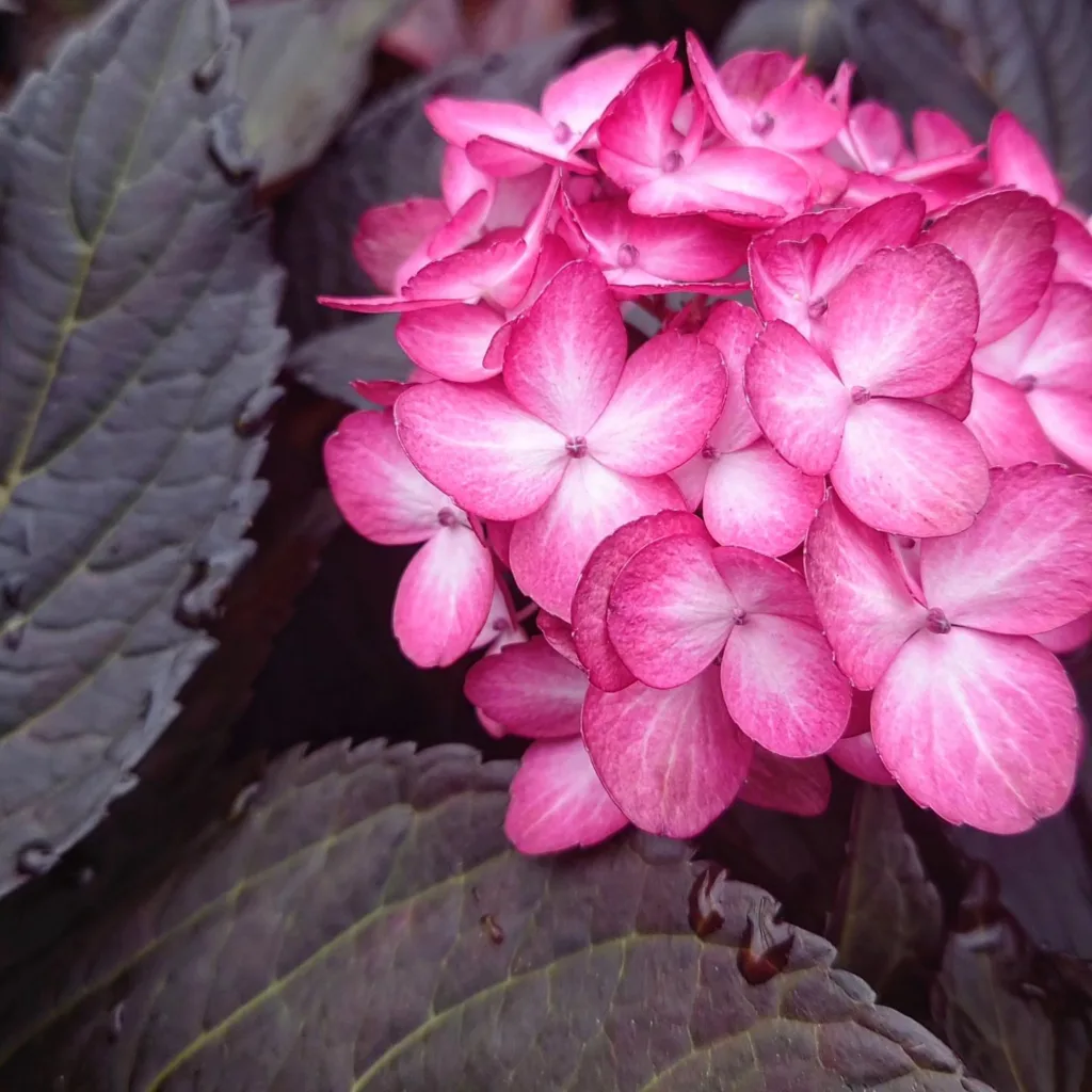 Eclipse Hydrangea