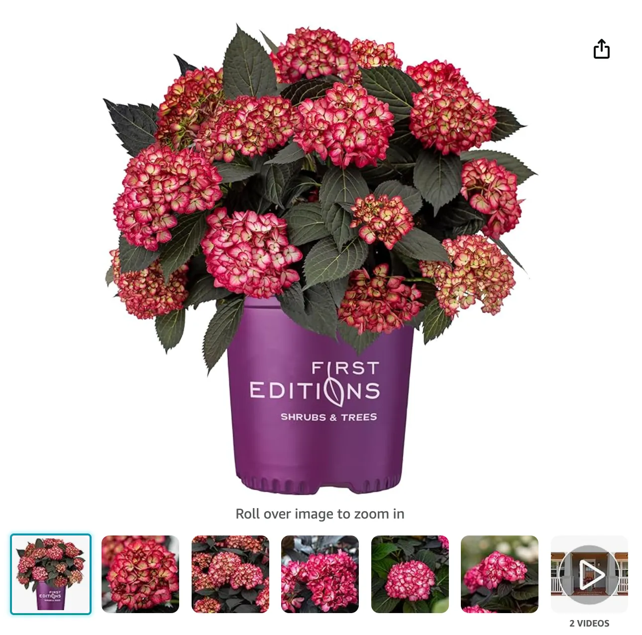 Eclipse Hydrangea | Monsteraholic