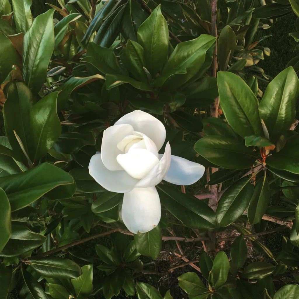 Edith Bogue Magnolia