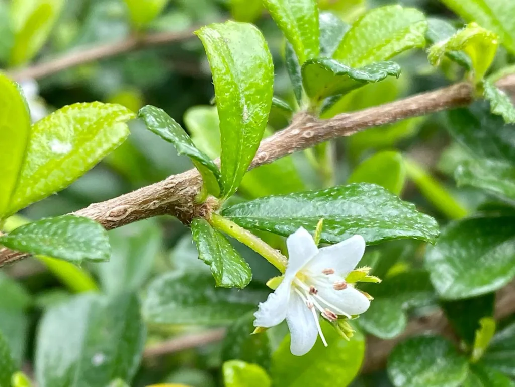 Ehretia Microphylla