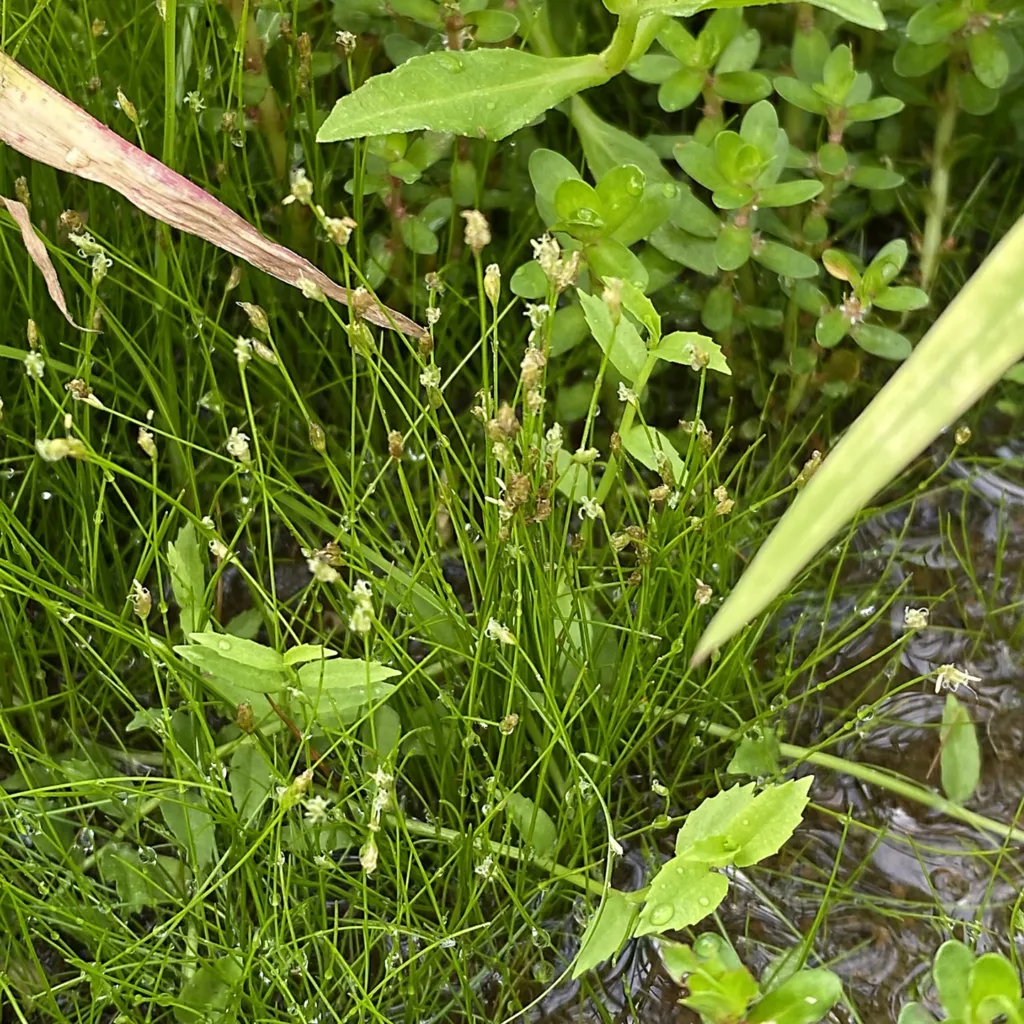 Eleocharis Acicularis