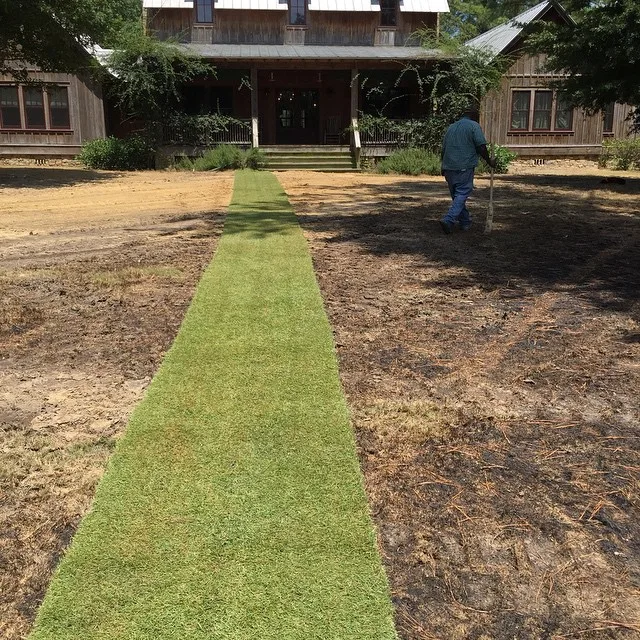 Emerald Zoysia