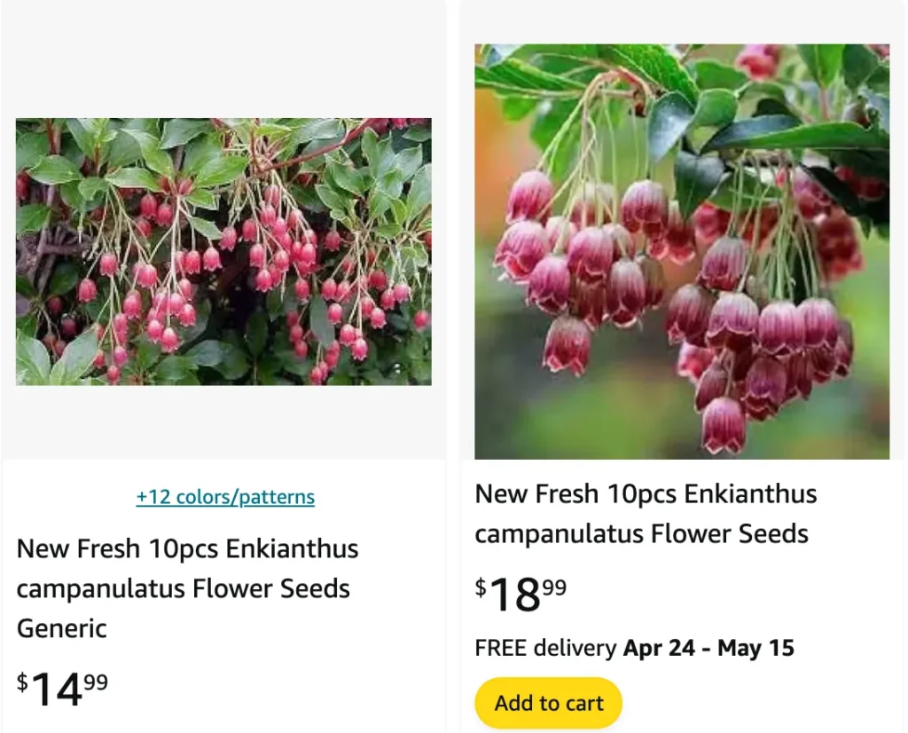 Enkianthus Campanulatus | Monsteraholic