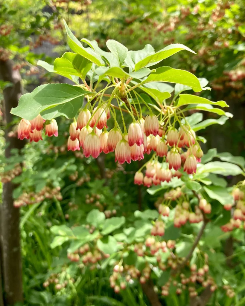 Enkianthus Campanulatus