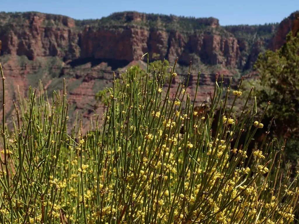 Ephedra Viridis