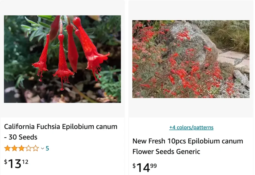 Epilobium Canum | Monsteraholic