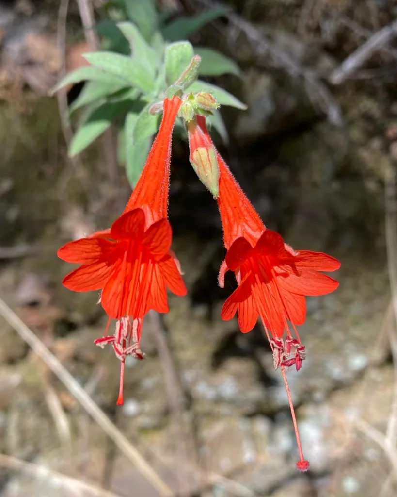 Epilobium Canum