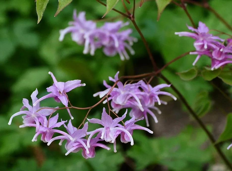 Epimedium Grandiflorum