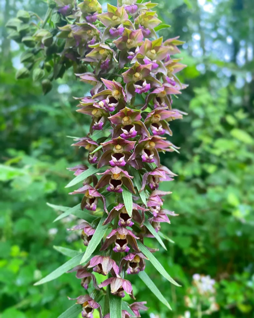 Epipactis Helleborine