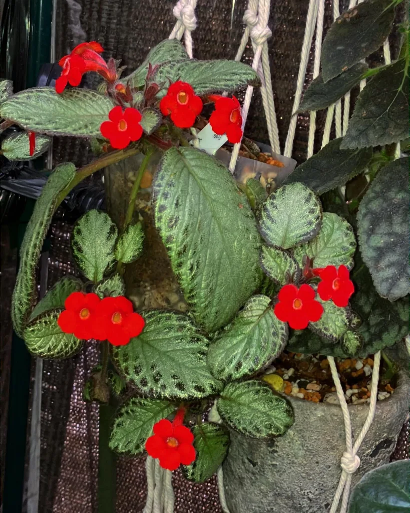 Episcia Cupreata