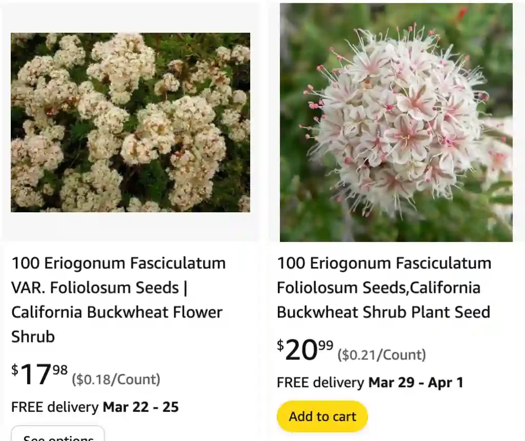 Eriogonum Fasciculatum | Monsteraholic