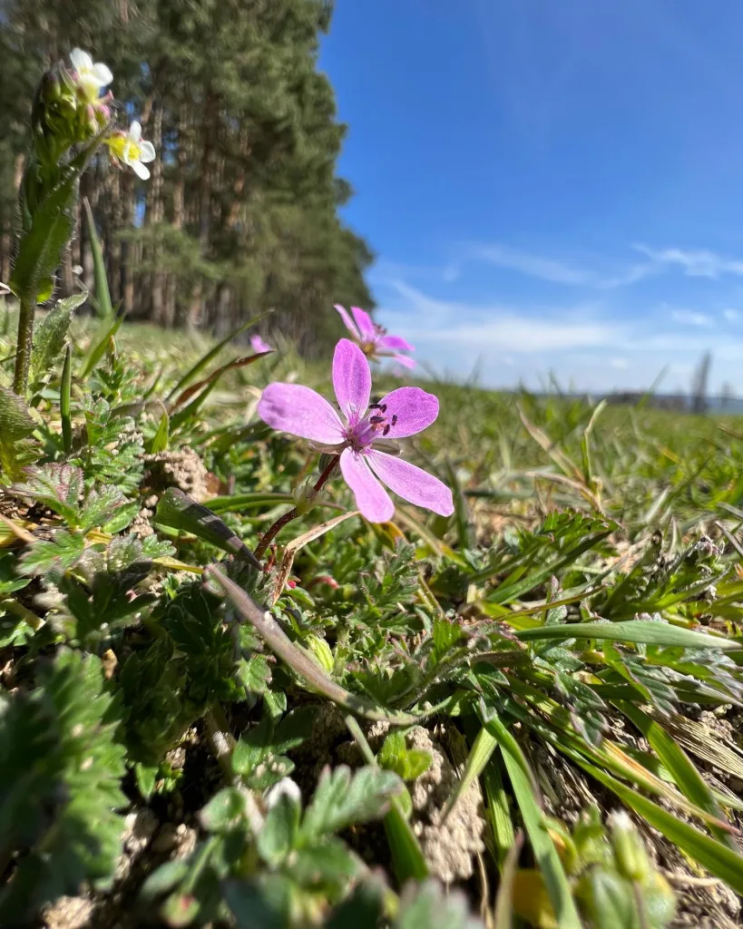 Erodium Cicutarium