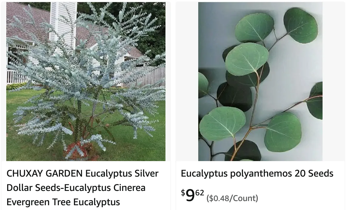 Eucalyptus Polyanthemos | Monsteraholic