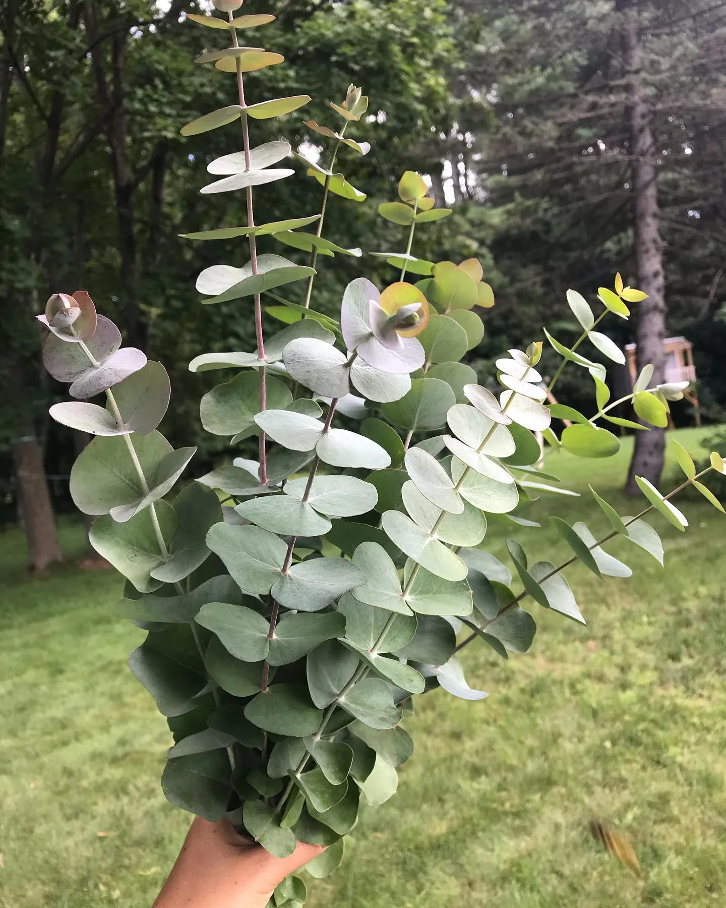 Plant FAQs Eucalyptus Silver Dollar