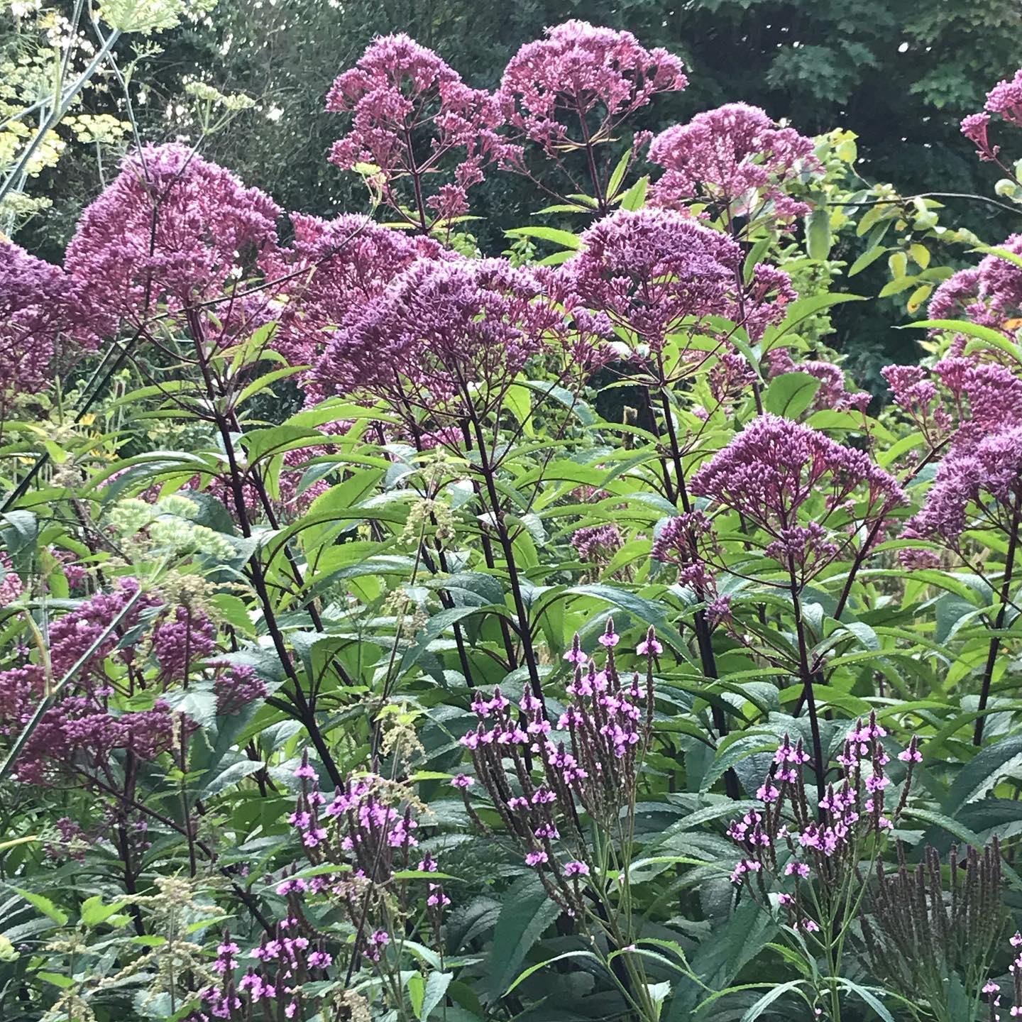 Plant FAQs: Eupatorium Maculatum - Joe Pye Weed
