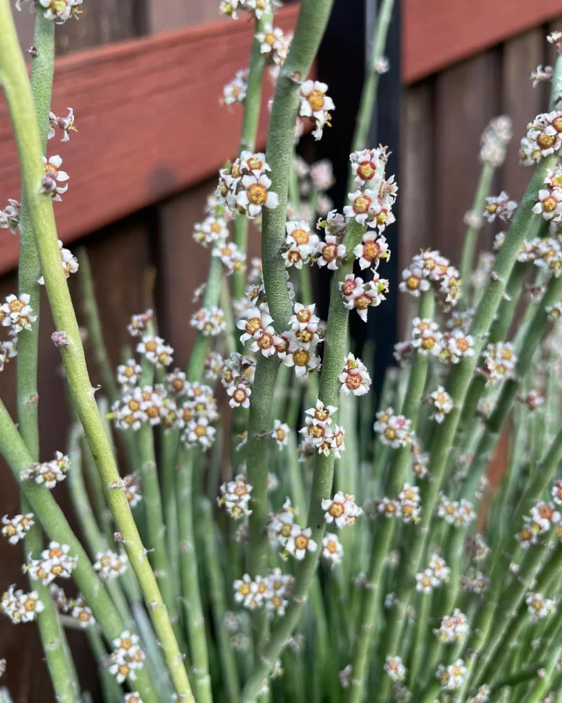 Euphorbia Antisyphilitica