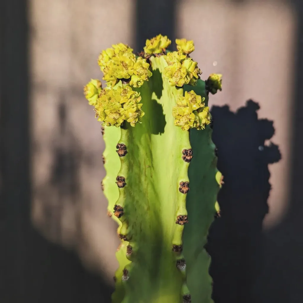 Euphorbia Candelabrum