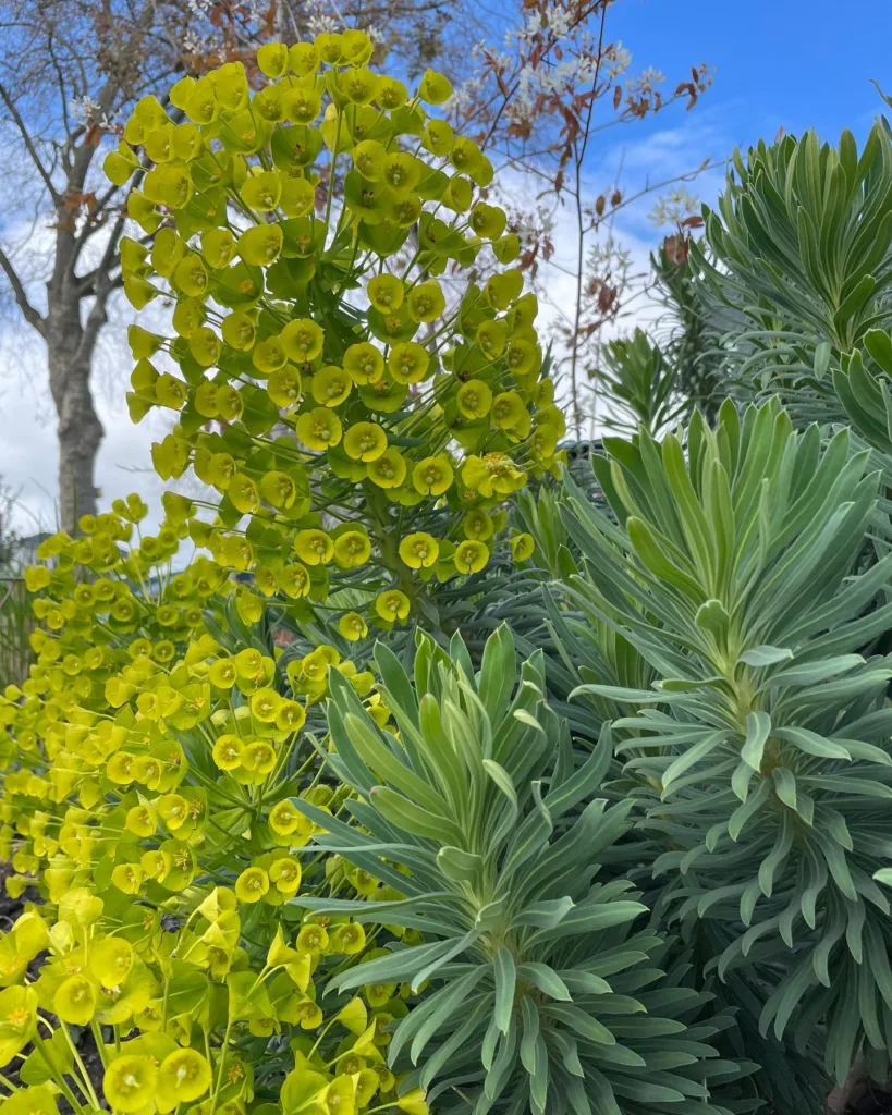 Euphorbia Characias