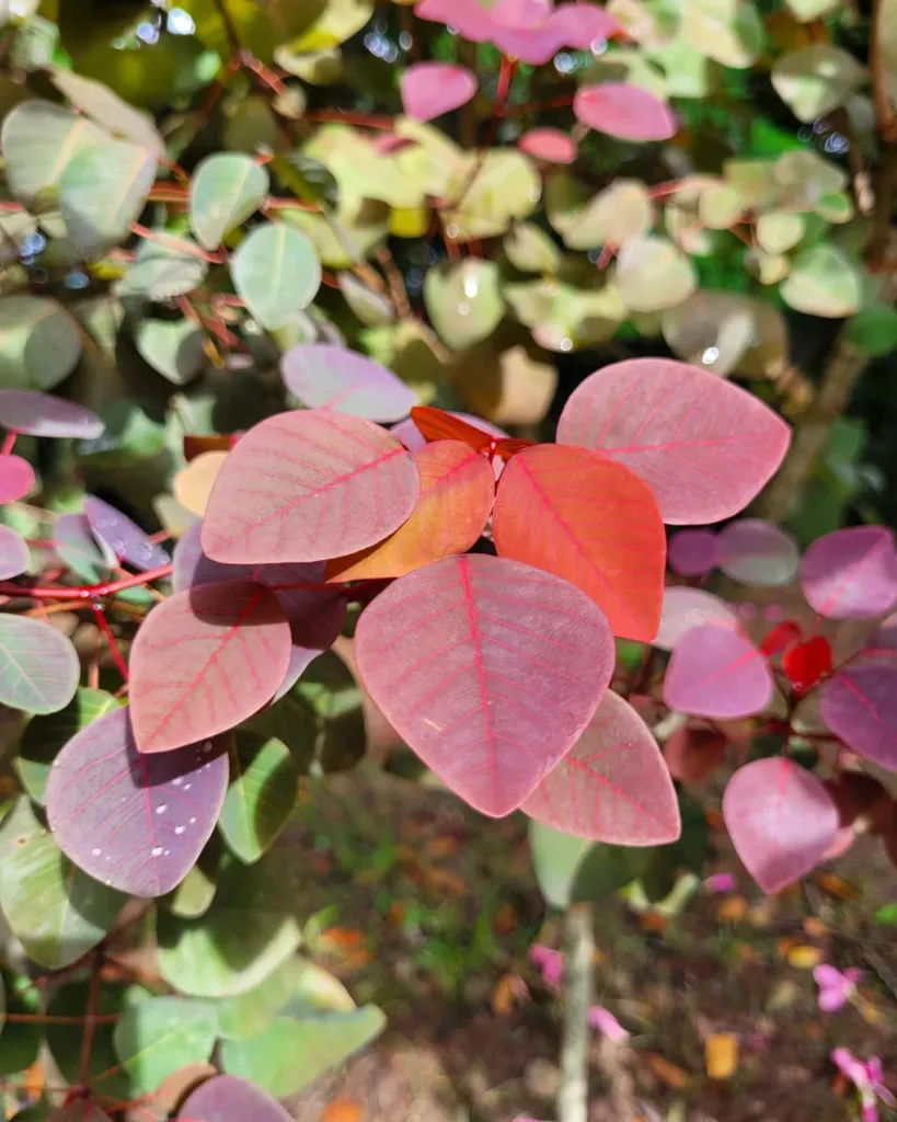 Euphorbia Cotinifolia