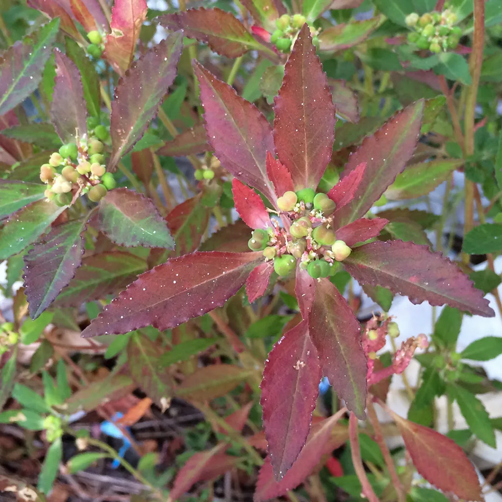 Euphorbia Dentata