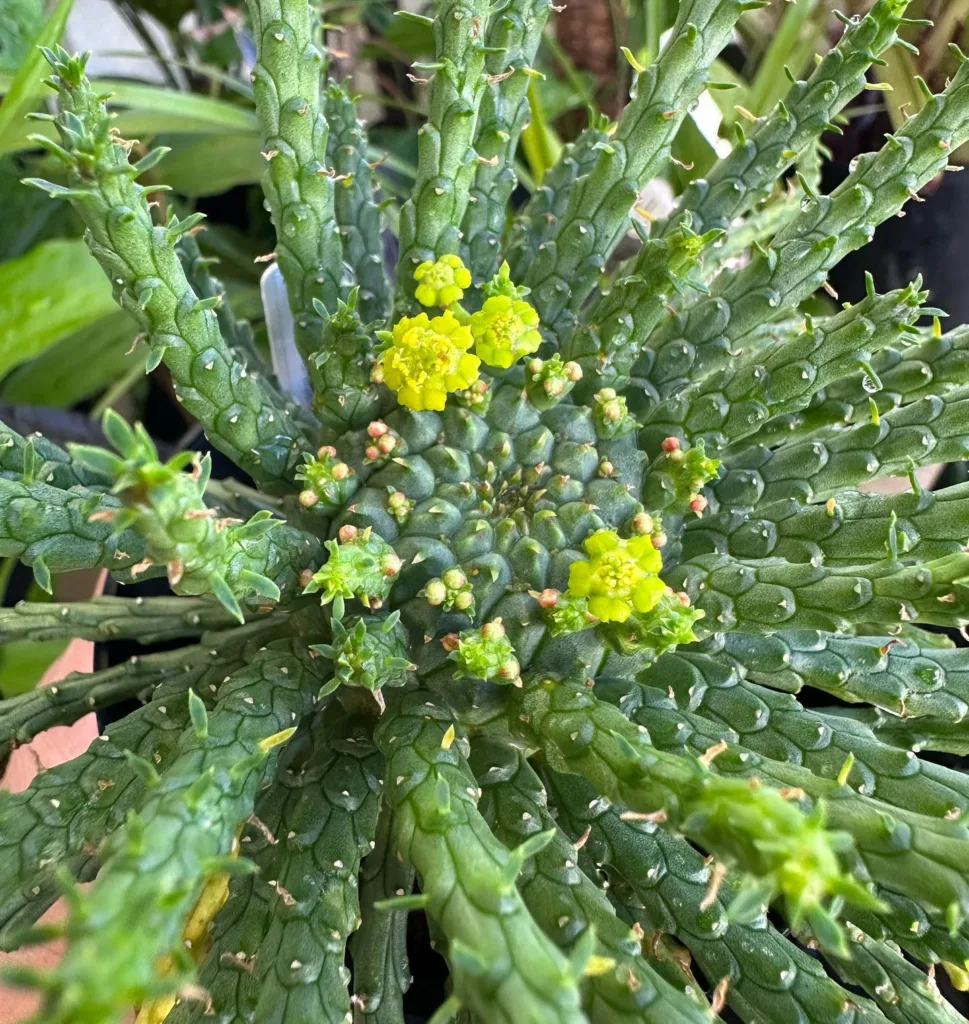 Euphorbia Flanaganii