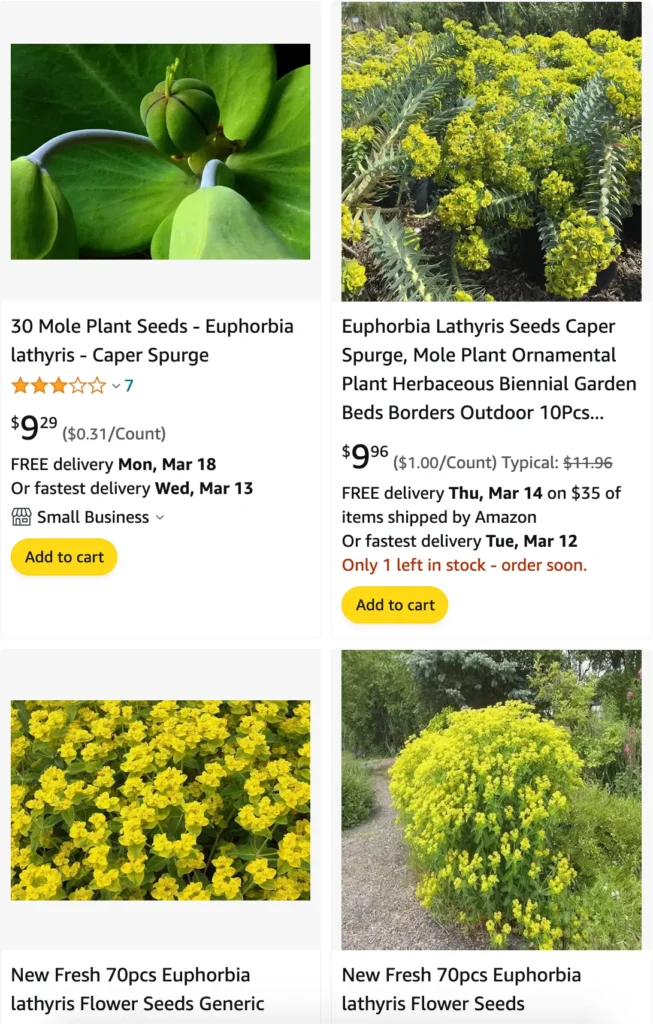 Euphorbia Lathyris | Monsteraholic