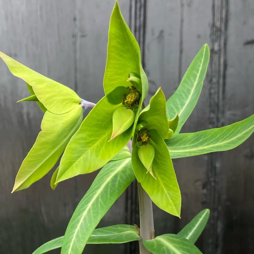 Euphorbia Lathyris