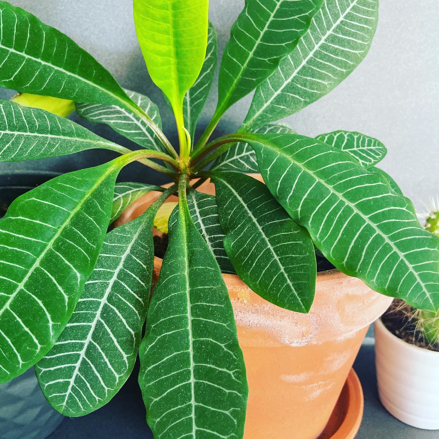 Euphorbia Leuconeura Plant