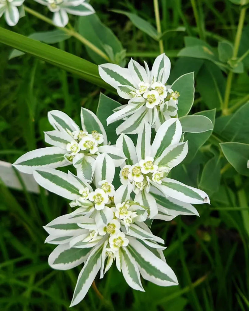 Euphorbia Marginata