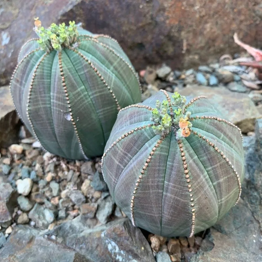 Euphorbia Obesa