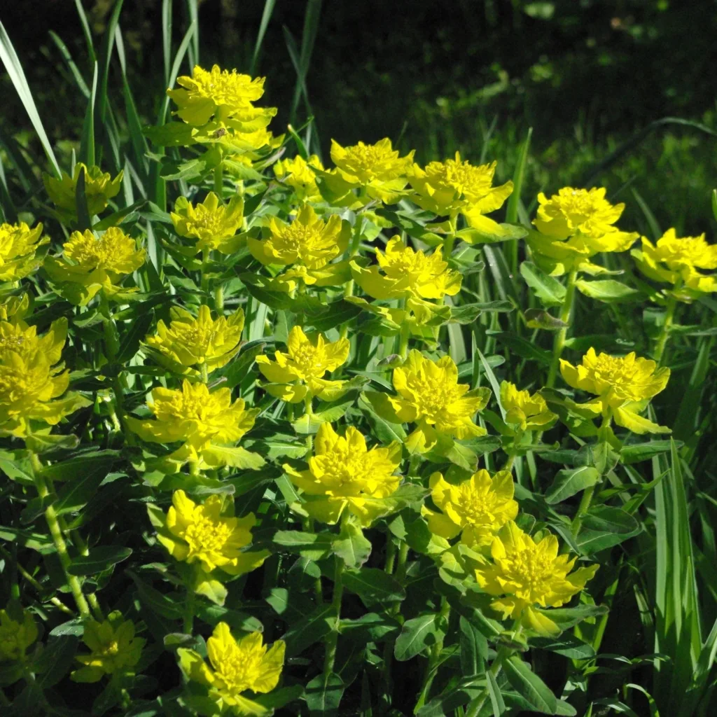 Euphorbia Polychroma