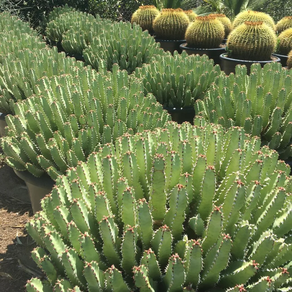 Euphorbia Resinifera