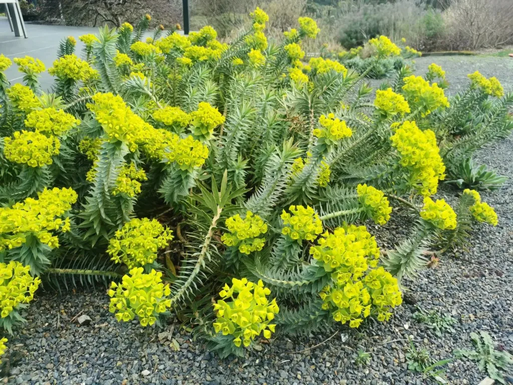 Euphorbia Rigida