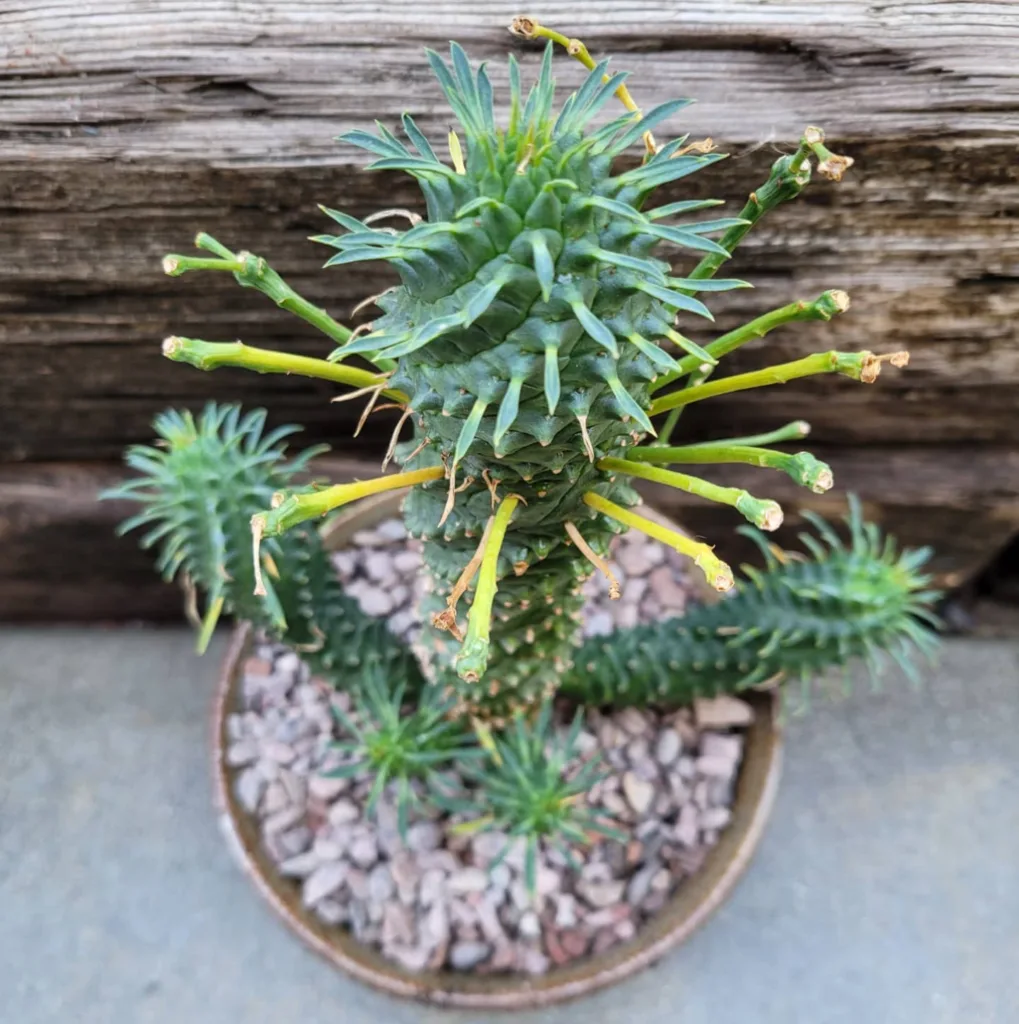 Euphorbia Spiralis