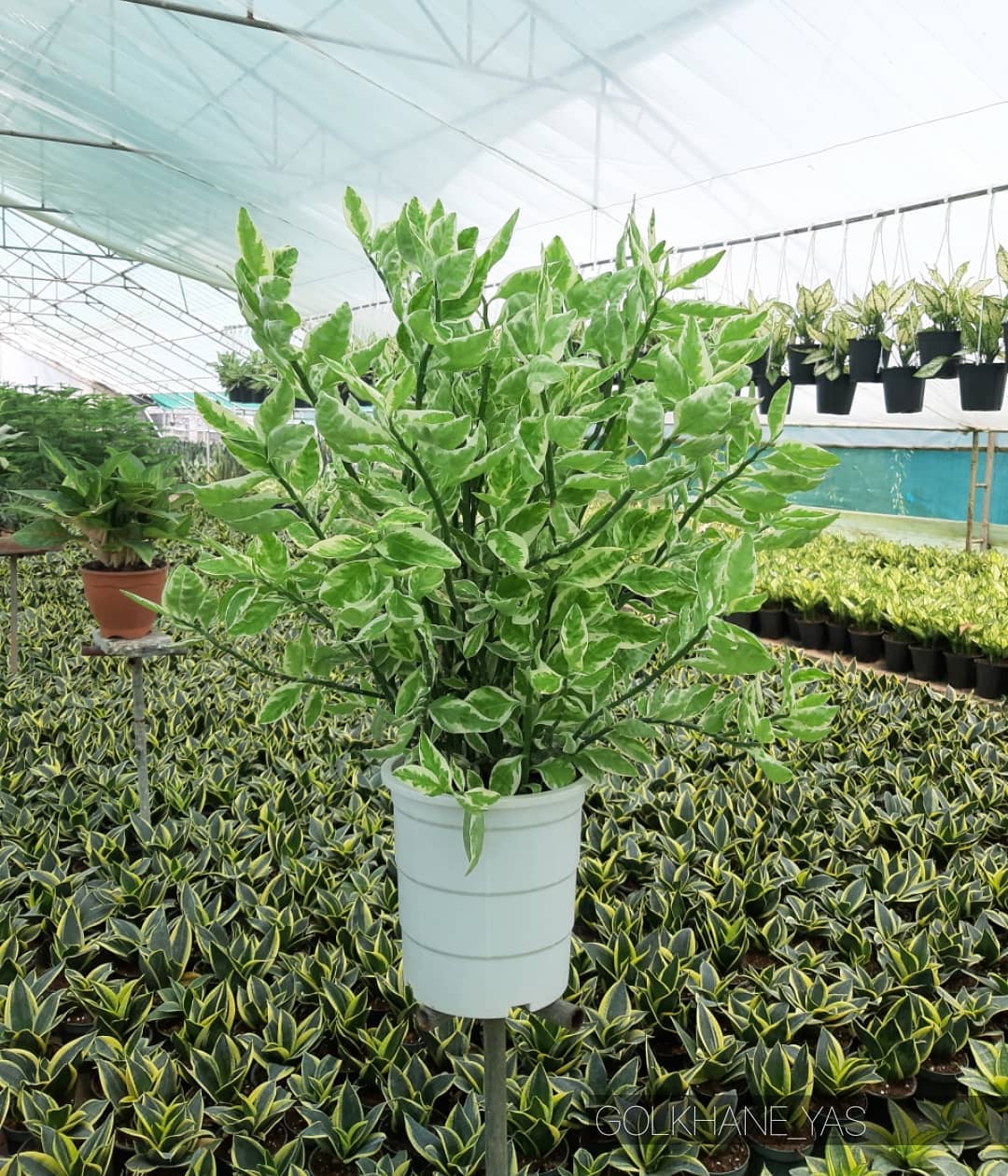 Plant FAQs Euphorbia Tithymaloides